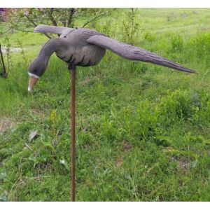 Парящий гусь Белолобый