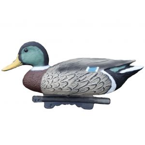 Кряква селезень