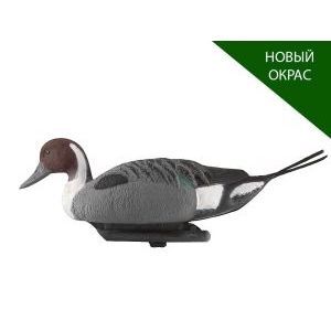 Шилохвость селезень чучела