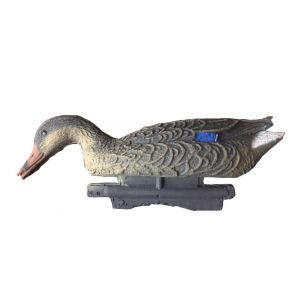 Кряква кормящаяся